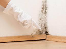 Trusted Willards, MD Mold Prevention & Removal  Experts